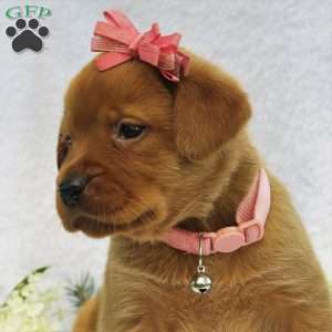 Spring Raine, Fox Red Labrador Retriever Puppy